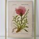 Botanical plate