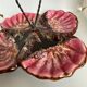 Vallauris serving dish