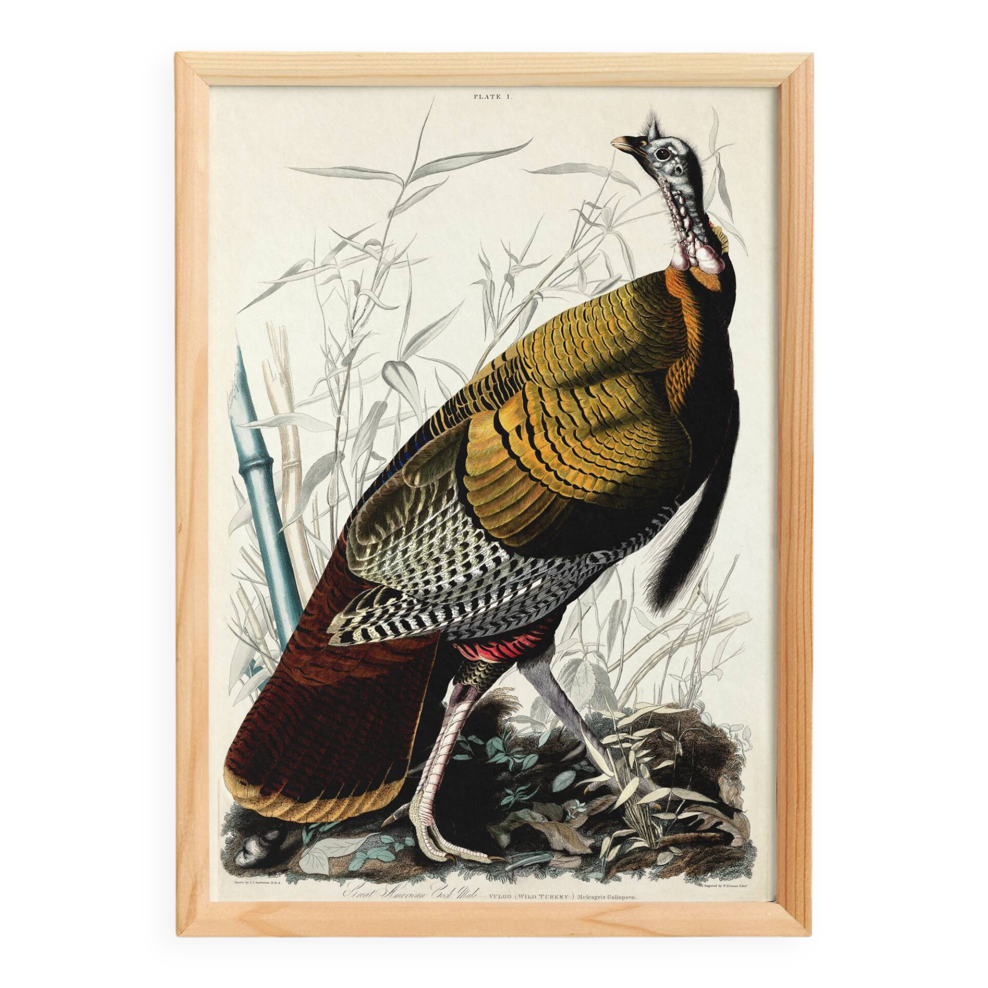 Affiche sur le Dindon sauvage, d’après une gravure ancienne de 1827.