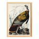 Poster about the Wild Turkey, based on an old engraving from 1827.