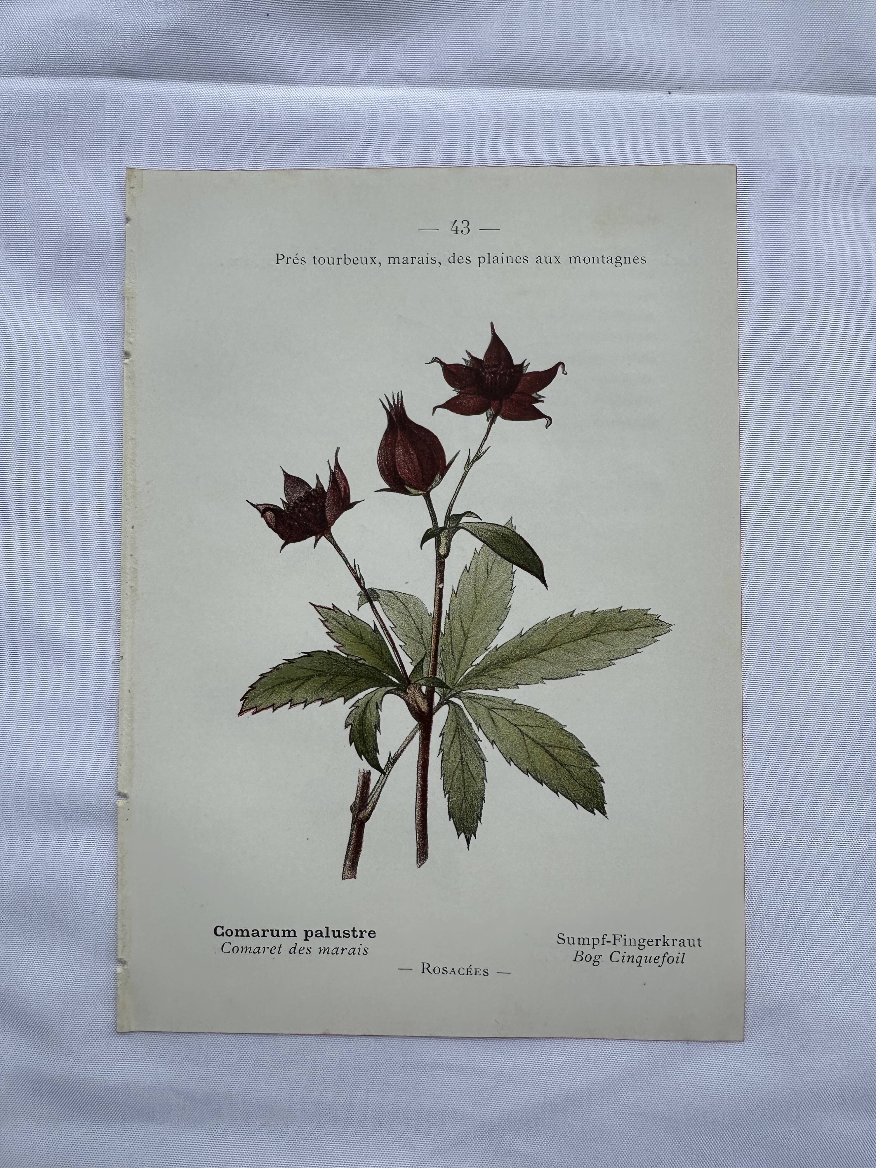 Botanical lithographic print, naturalistic, from the 1800s.