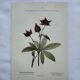 Botanical lithographic print, naturalistic, from the 1800s.
