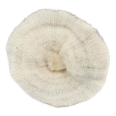 Ancient coral