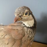 Stuffed/stuffed partridge