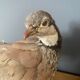 Stuffed/stuffed partridge
