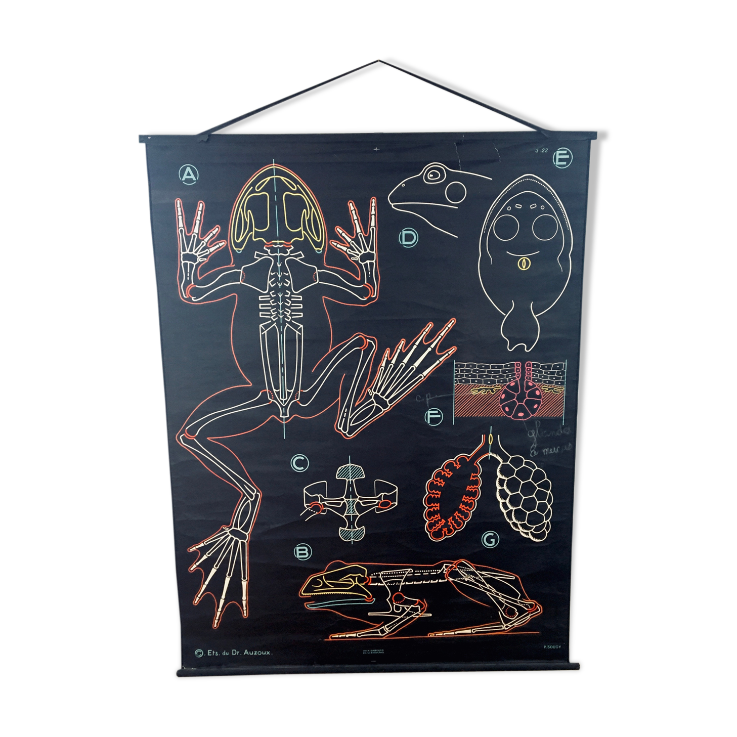 Dr. Auzoux's school poster: The Frog