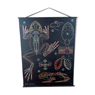 Dr. Auzoux's school poster: The Frog