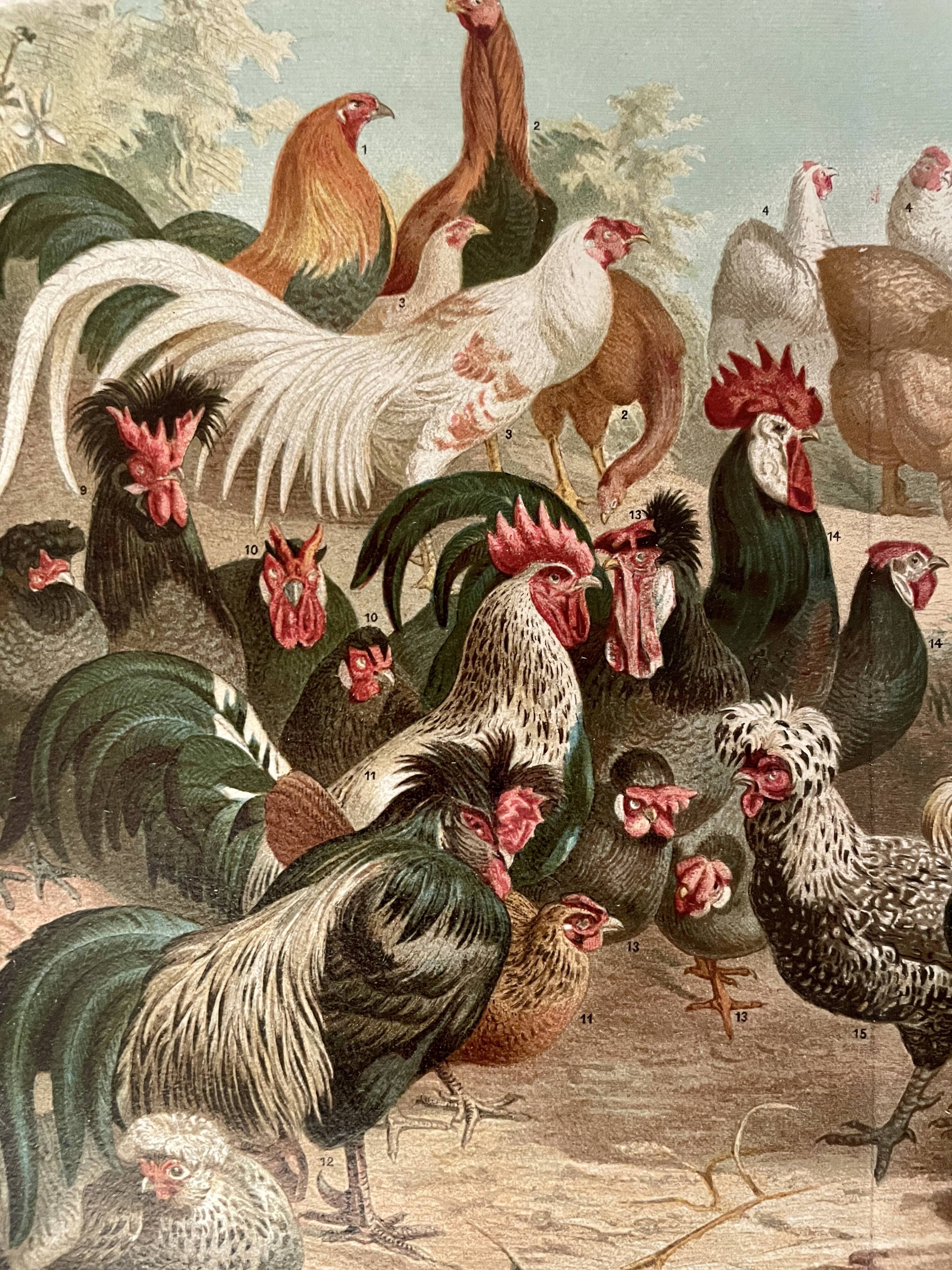 Lithographie gravure sur les poules et les coqs – 1890