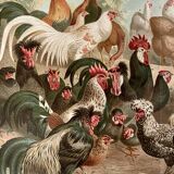Lithograph engraving of hens and roosters – 1890