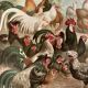 Lithograph engraving of hens and roosters – 1890