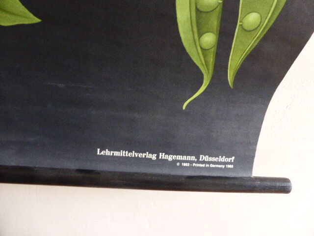 POIS botanical poster by Jung Koch Quentell, created in 1953, printed in Germany in 1985