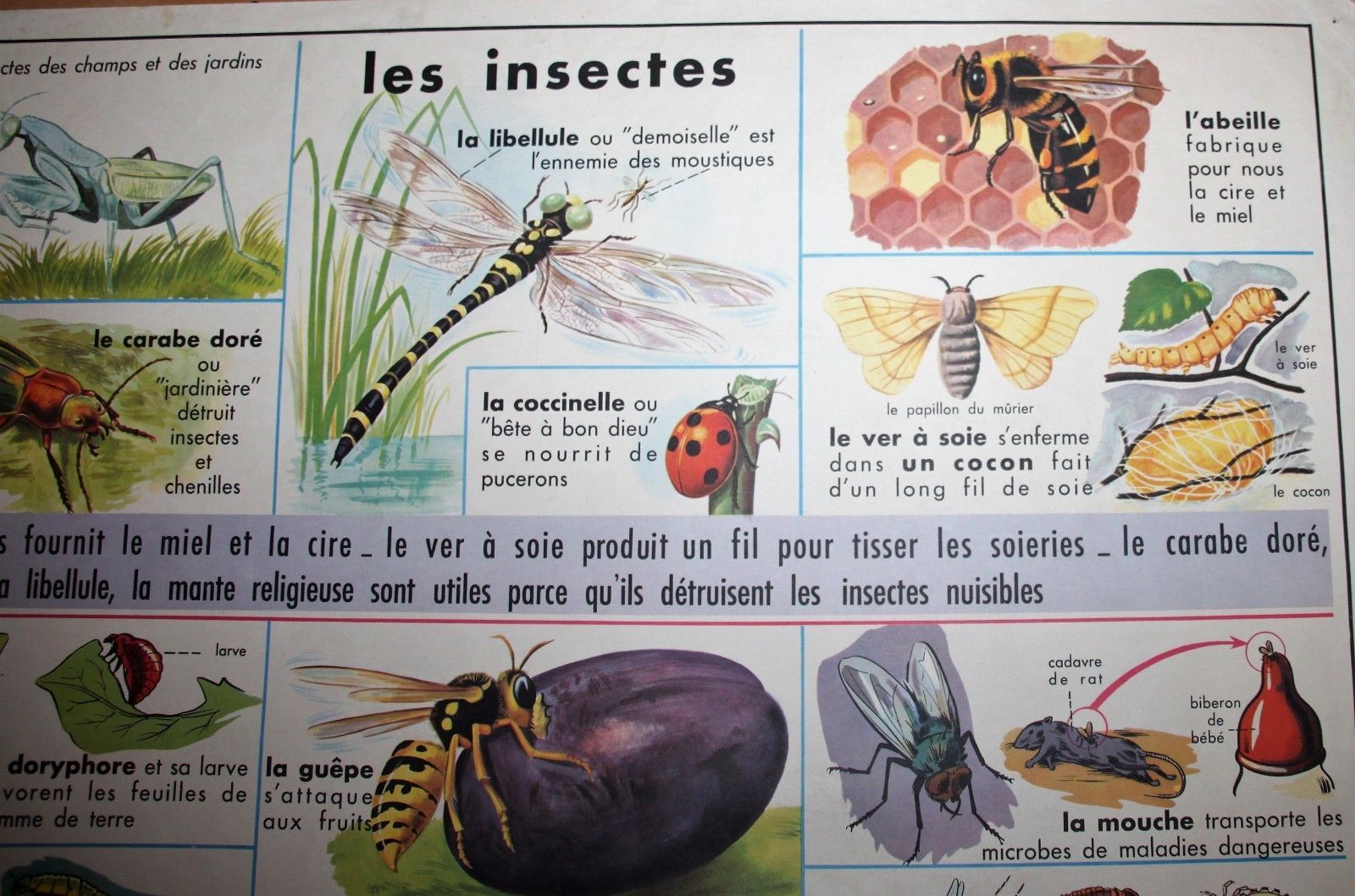 School poster old mdi the frog and insect 39 and 40