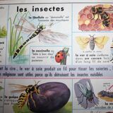 School poster old mdi the frog and insect 39 and 40