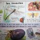 School poster old mdi the frog and insect 39 and 40