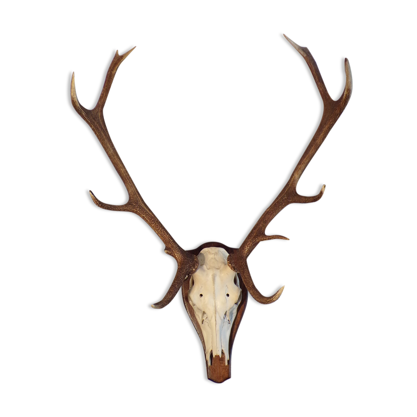 Trophée de chasse cerf grande taille