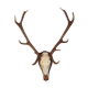 Trophée de chasse cerf grande taille
