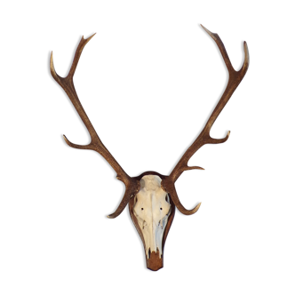 Large-size deer hunting trophy