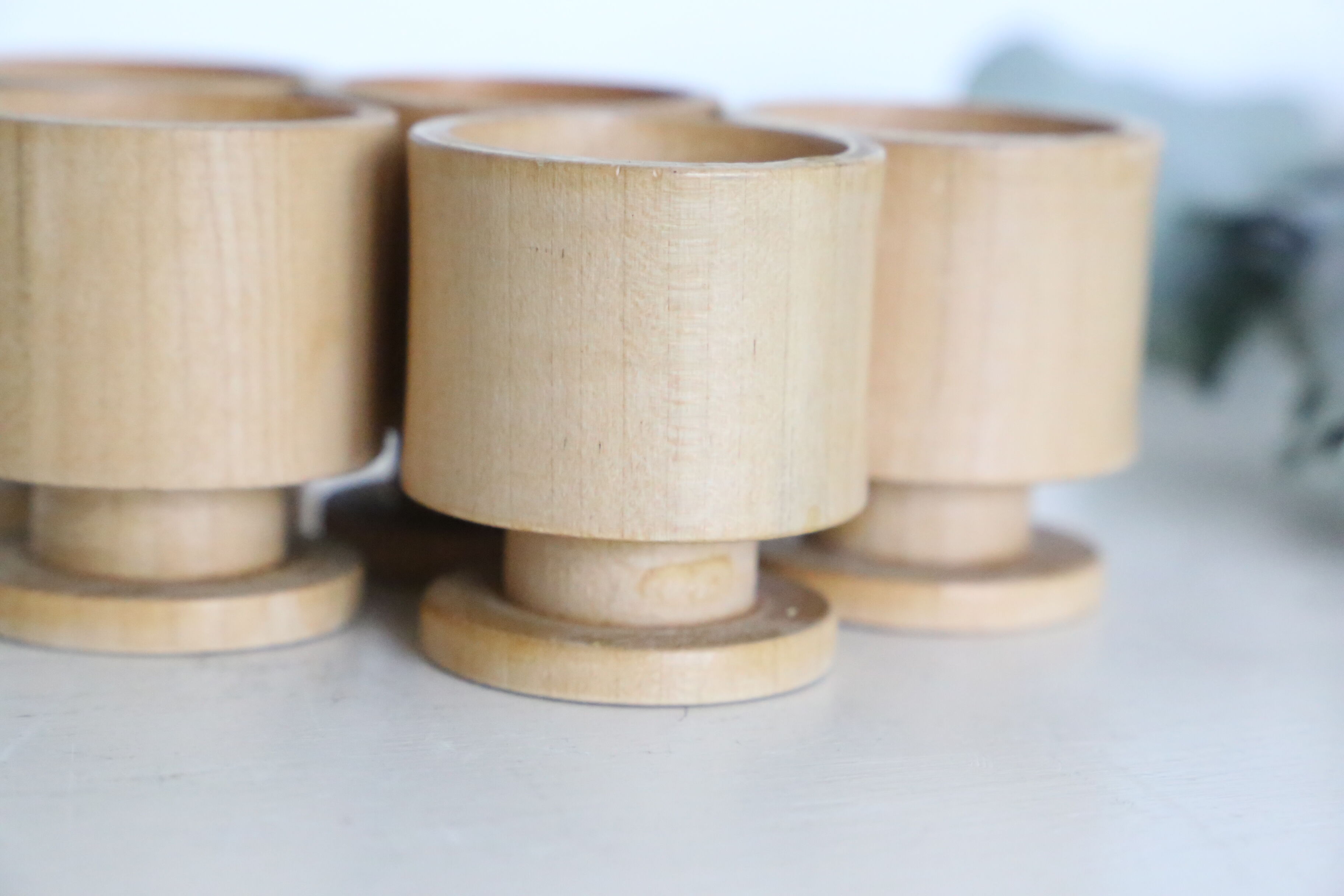 Set of 5 cockroaches on their wooden, vintage support