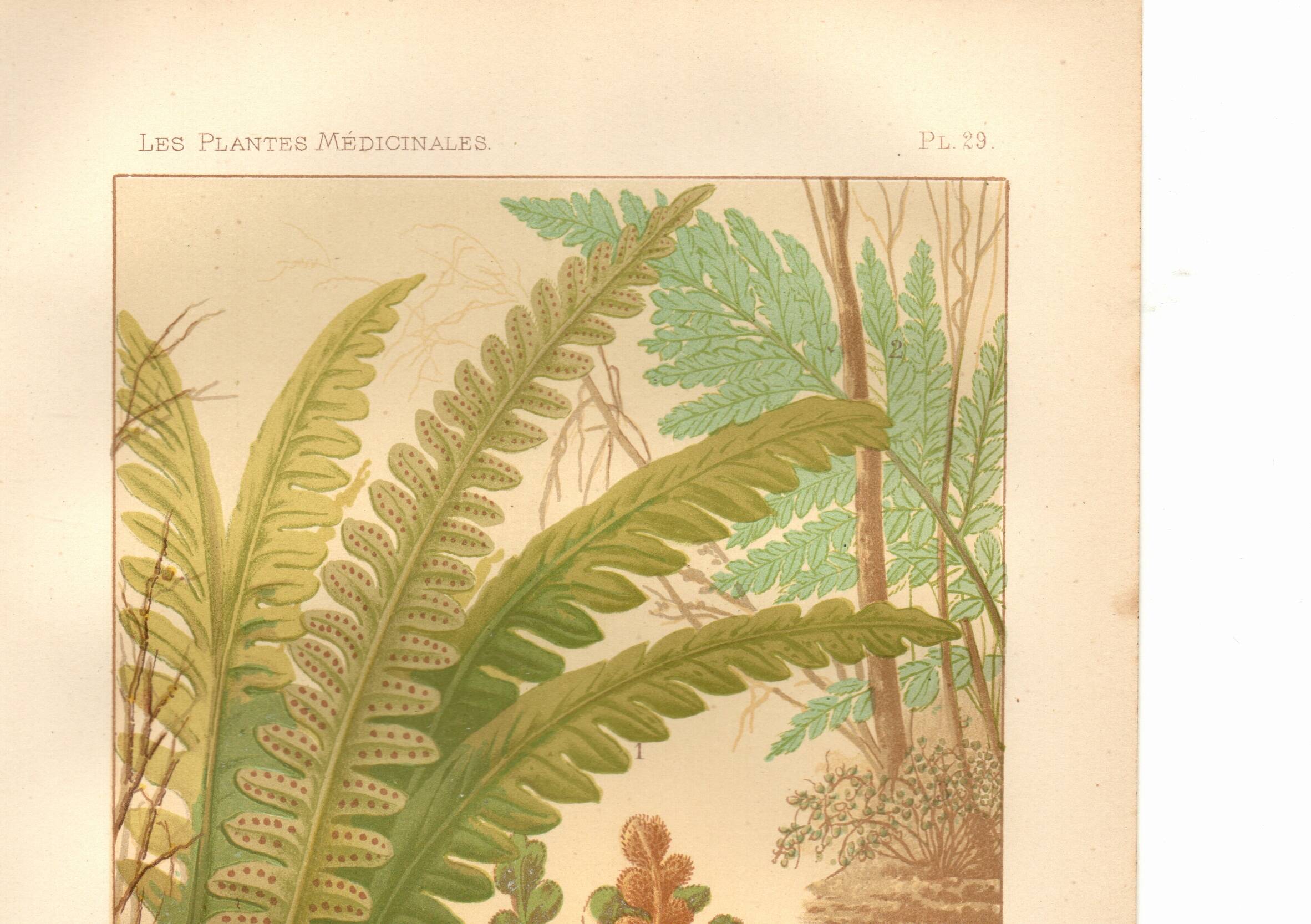 Botanical engraving from 1889 - Ferns by A. Lefevre - old plate