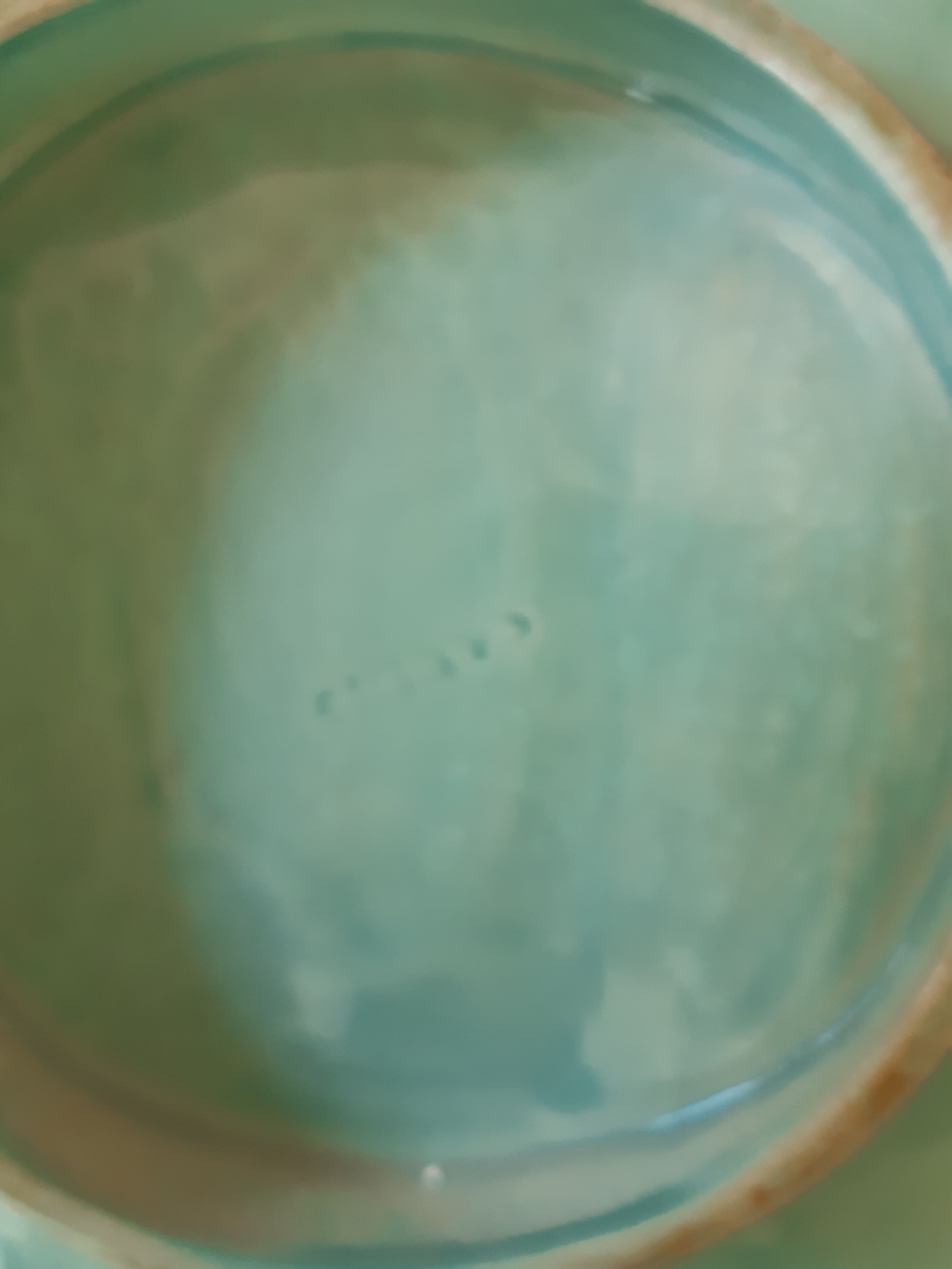 Asparagus dish dabbling