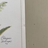 Botanical plank "Tisane against mild diarrhea"