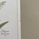 Botanical plank "Tisane against mild diarrhea"