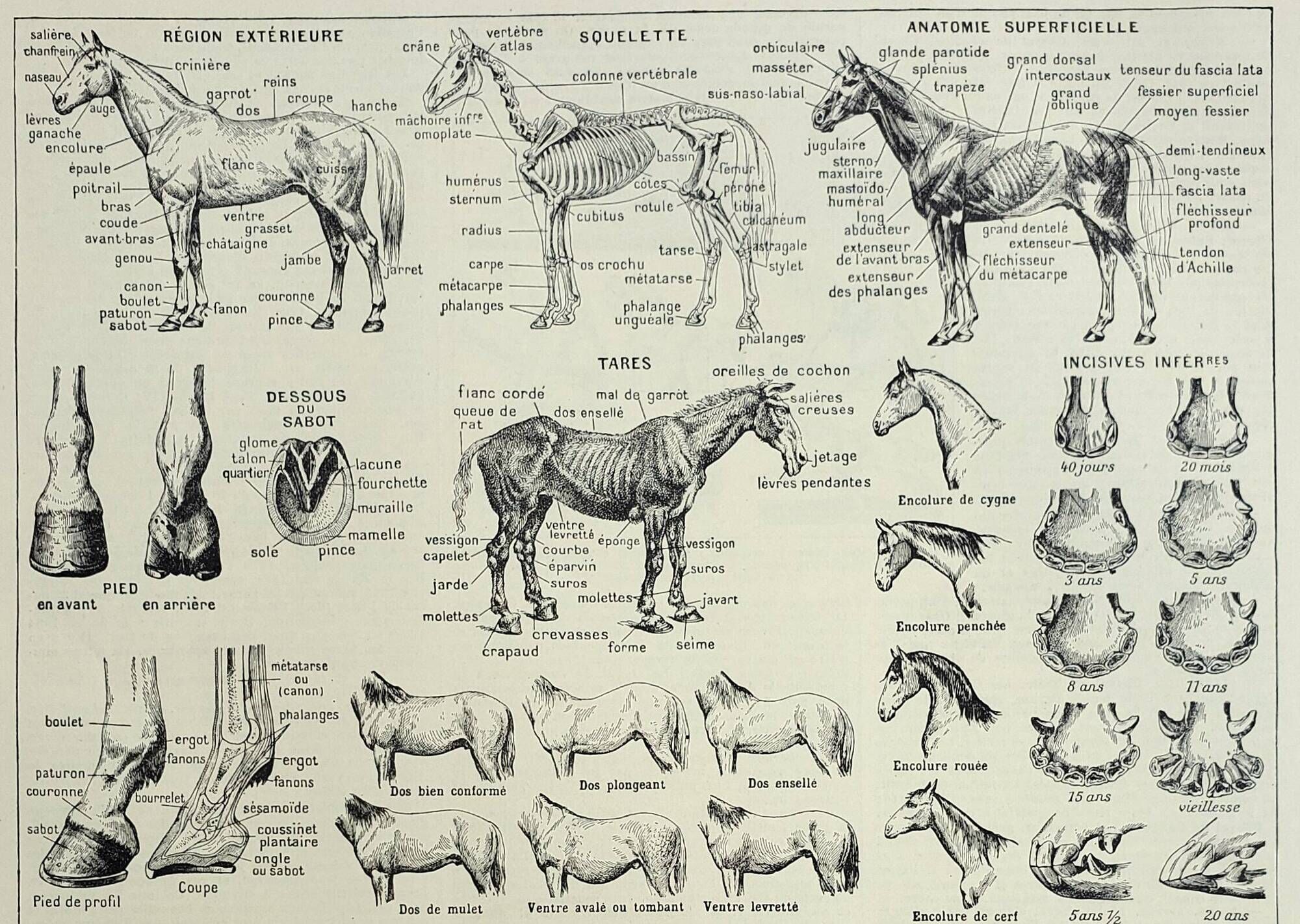 Antique engraving 1928, Horse, anatomy, breeds, mount, gallop • Lithograph, original illustration