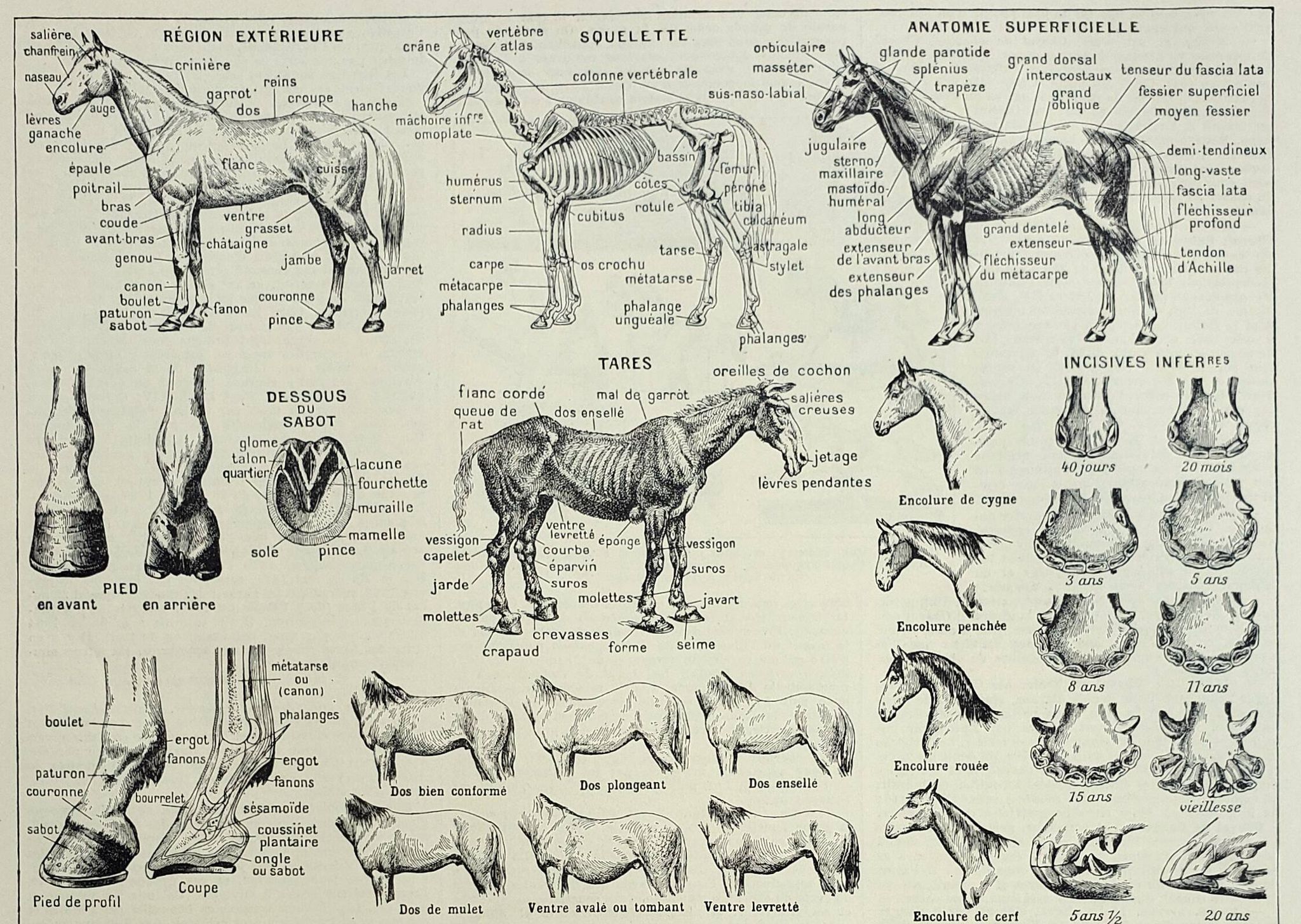 Antique engraving 1928, Horse, anatomy, breeds, mount, gallop • Lithograph, original illustration