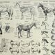 Antique engraving 1928, Horse, anatomy, breeds, mount, gallop • Lithograph, original illustration