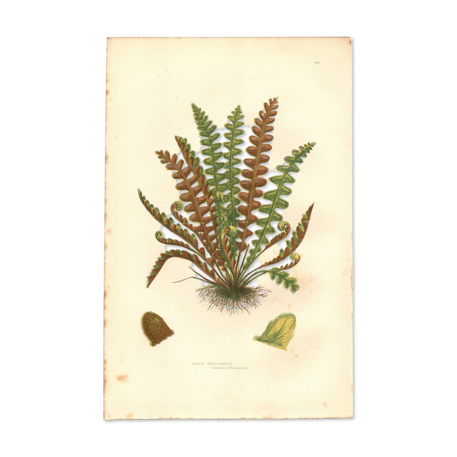 Engraving from 1889 - Scaly Fern by A. Pratt - Botanical Plate