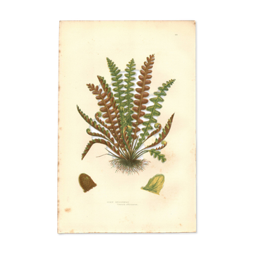 Gravure de 1889 - Fougère écailleuse par A. Pratt - Planche botanique