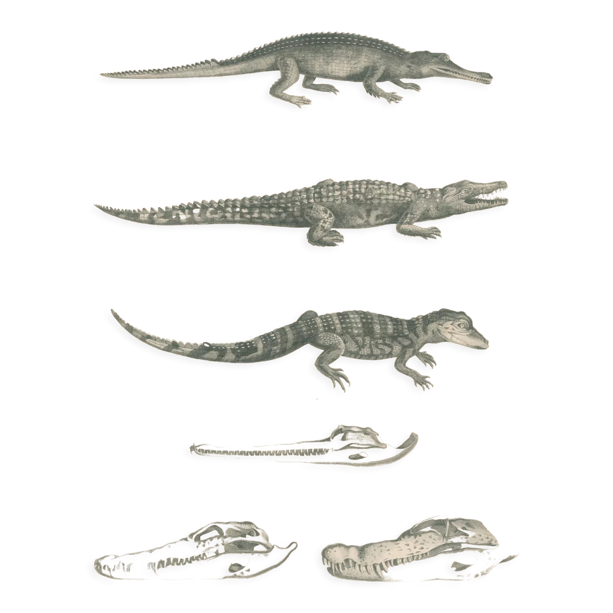 Antique engraving on reptiles: showing various crocodiles, Pl 2, 1828