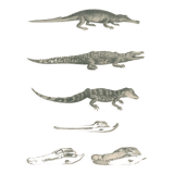 Antique engraving on reptiles: showing various crocodiles, Pl 2, 1828
