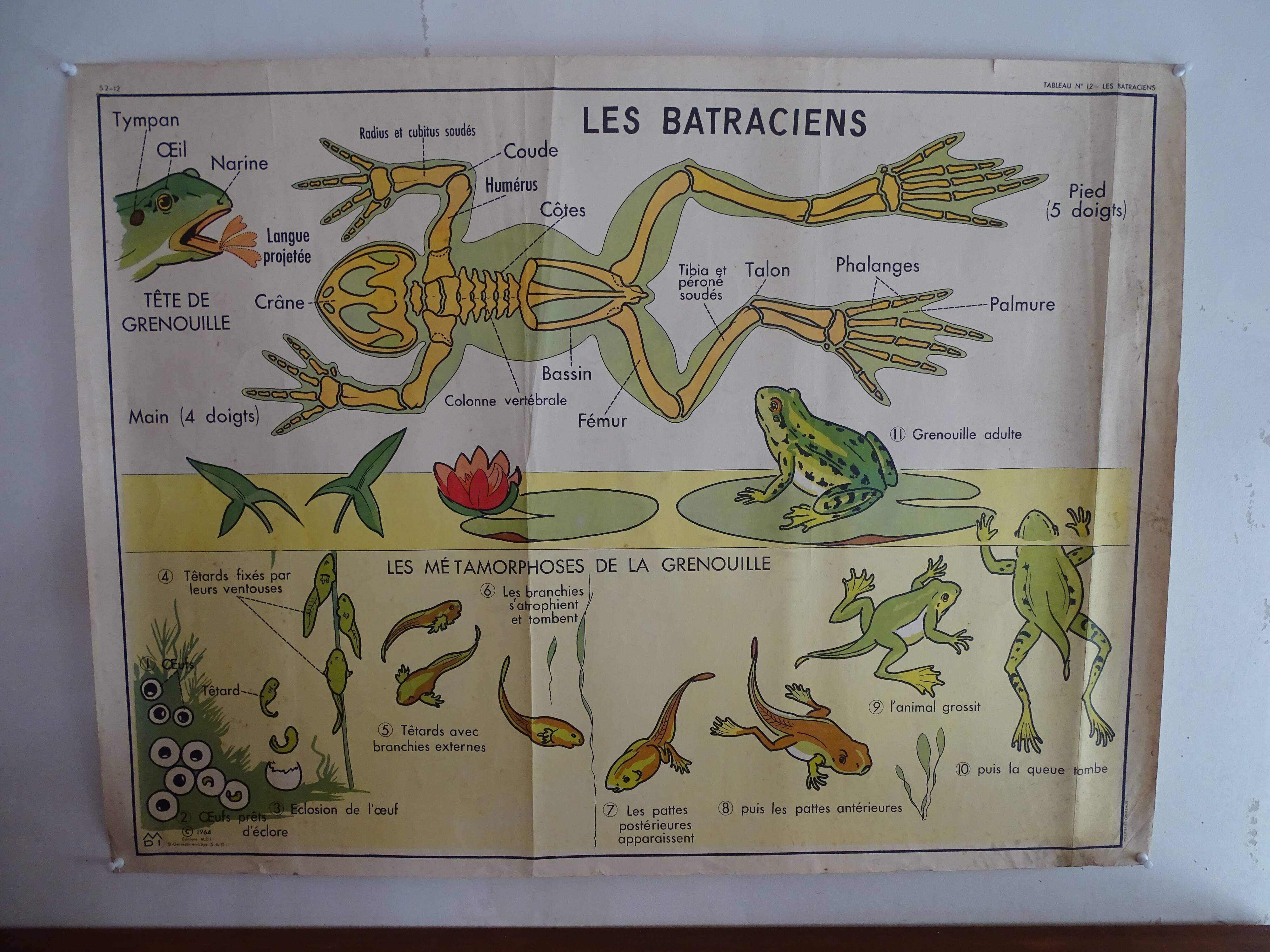 School poster on both sides anatomy batracians and birds . MDI.1964