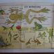 School poster on both sides anatomy batracians and birds . MDI.1964