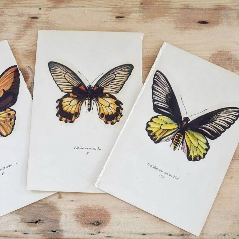 Planches de papillons (lot de 3)