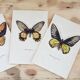 Planches de papillons (lot de 3)