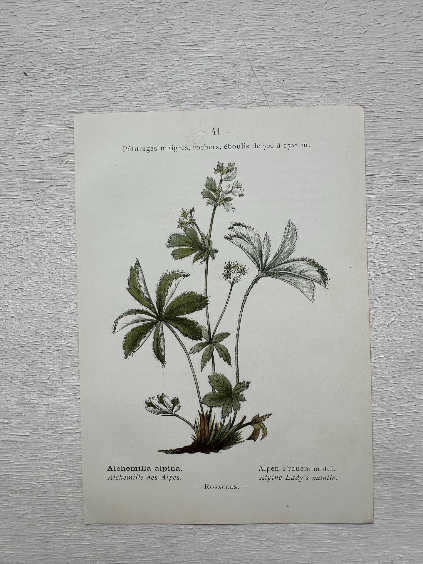 Botanical Plate 1800 Old Naturalist Engraving 19th Century Double-Sided
