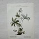 Botanical Plate 1800 Old Naturalist Engraving 19th Century Double-Sided