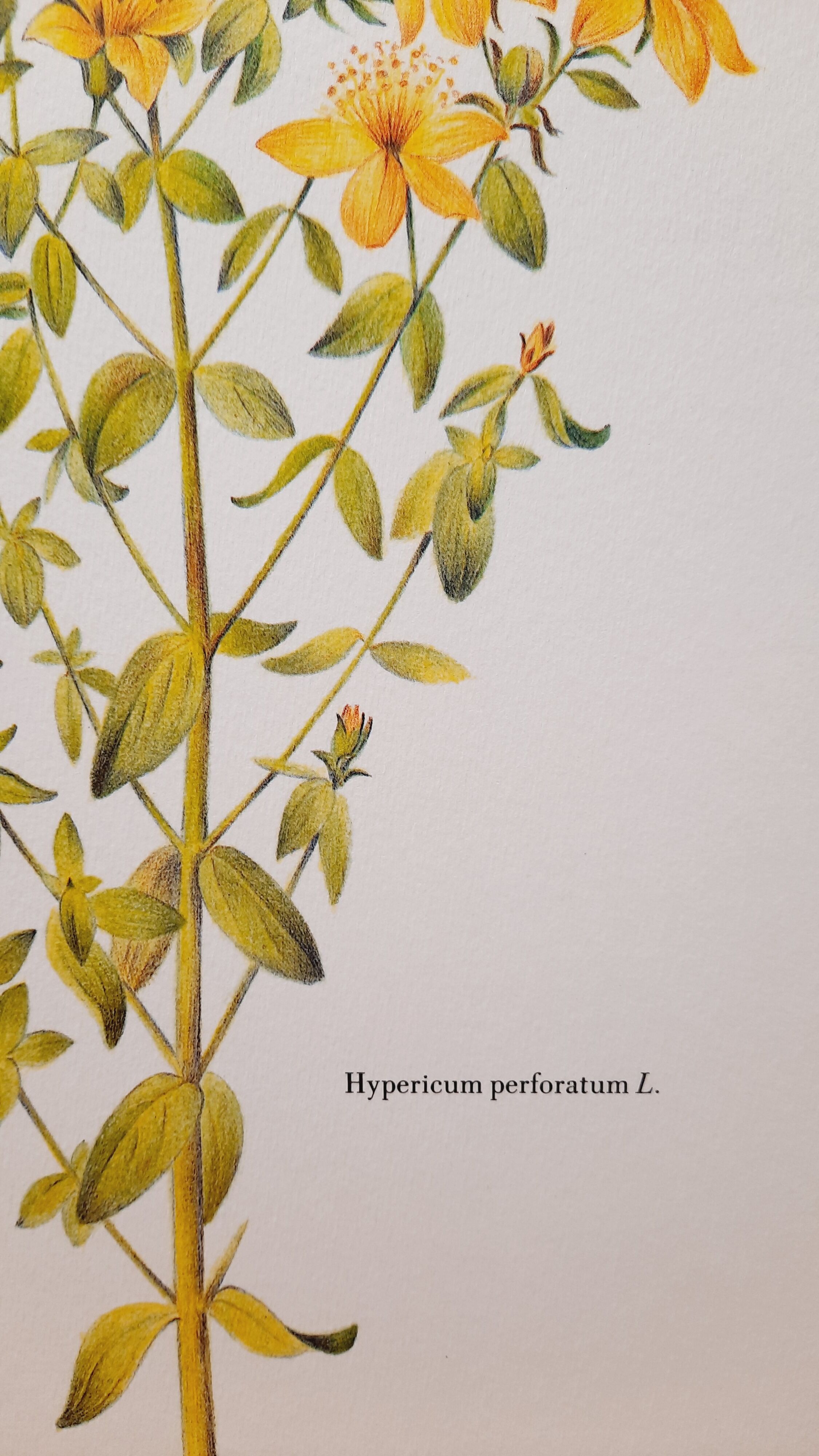 St. John's wort botanical board