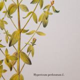 St. John's wort botanical board