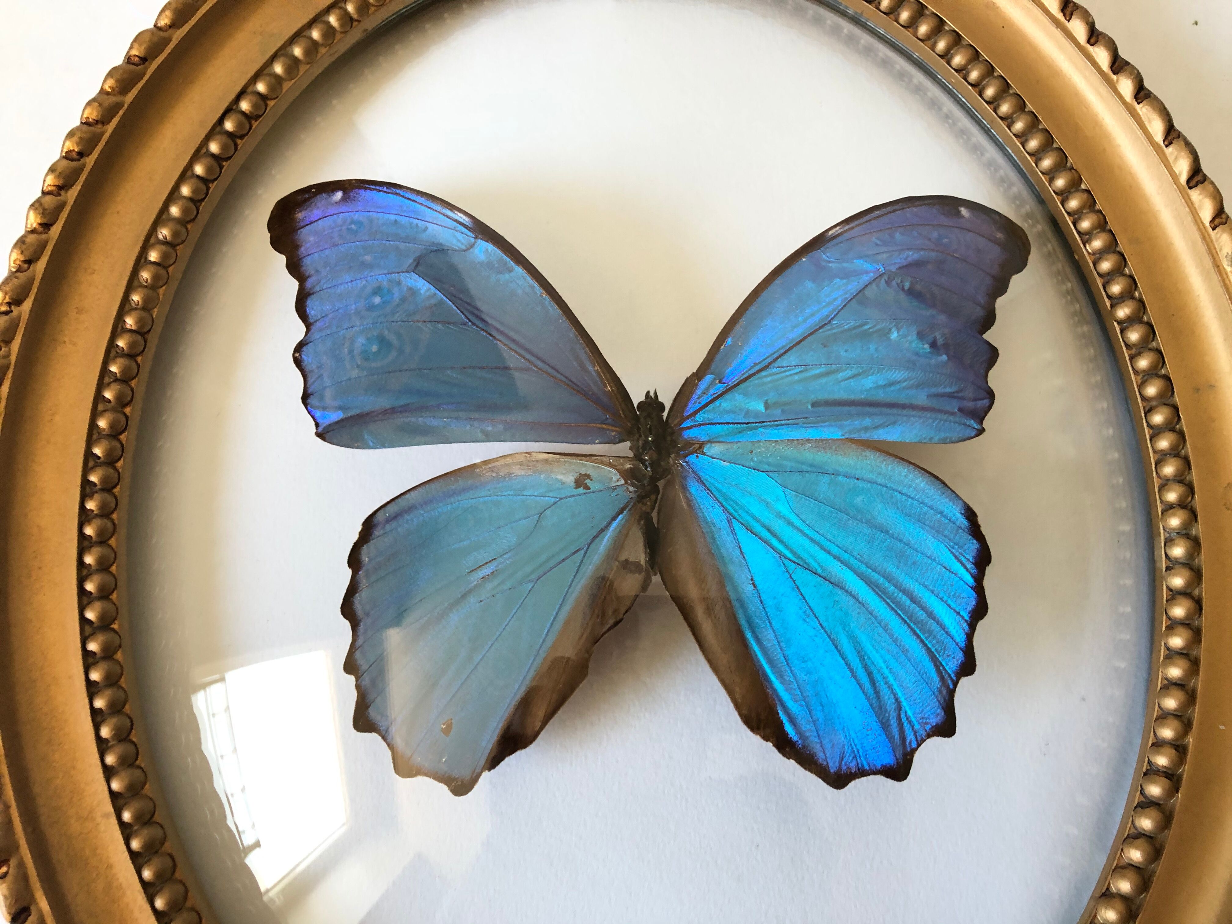 Naturalized butterfly oval bulging frame