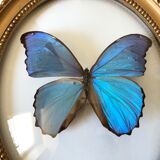 Naturalized butterfly oval bulging frame