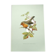 Old bird board 1960s - Familiar robin - Animal illustration