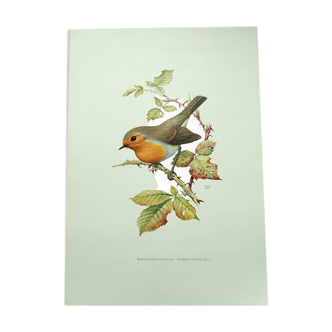 Old bird board 1960s - Familiar robin - Animal illustration