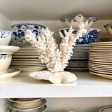 White coral