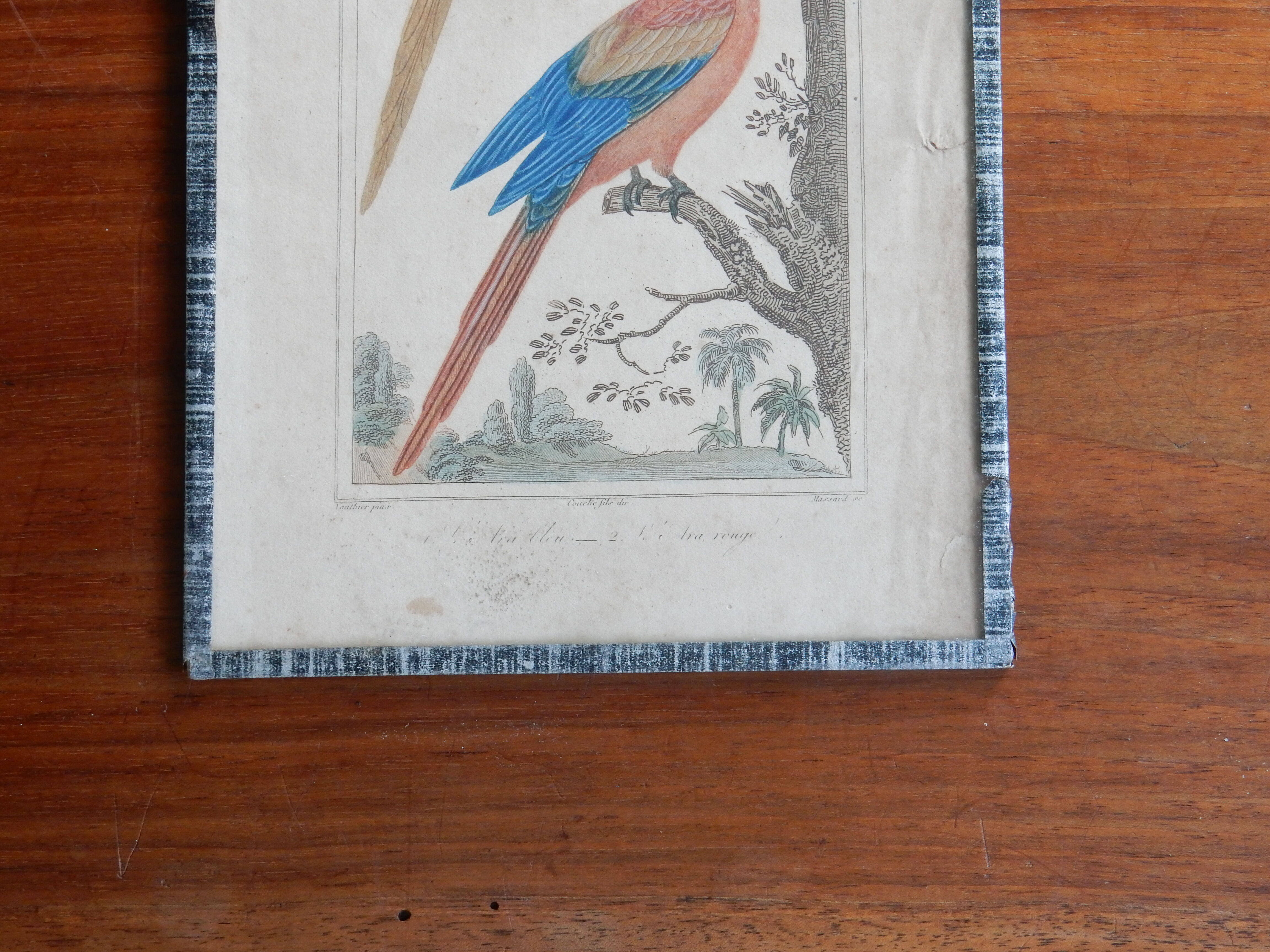 Original engraving 18th century Buffon