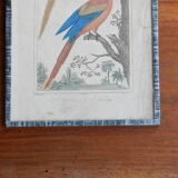 Original engraving 18th century Buffon