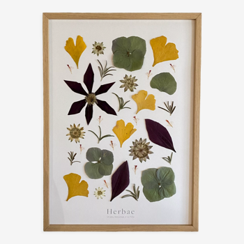 Framed herbarium Matisse