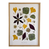 Herbier encadré Matisse